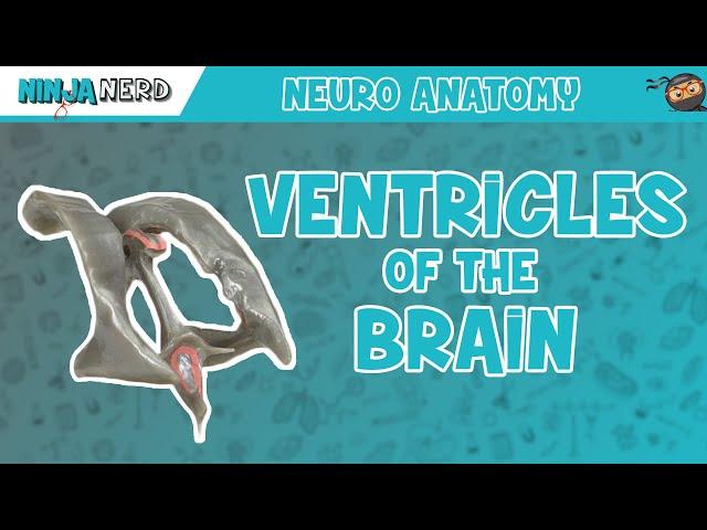 Ventricles of the Brain | Anatomy Model