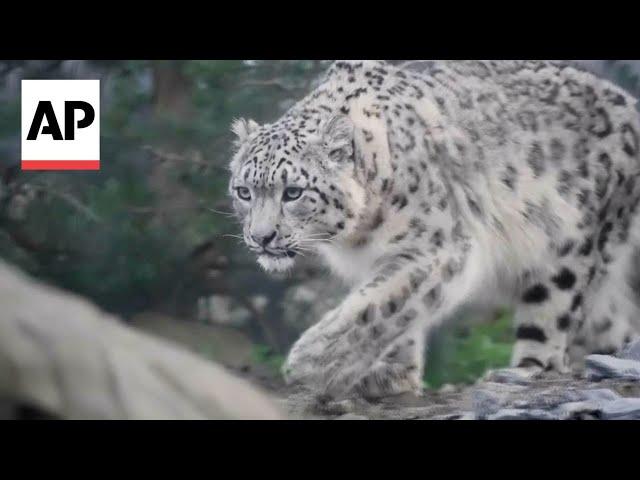 Two snow leopards arrive at UK's Chester Zoo for the first time