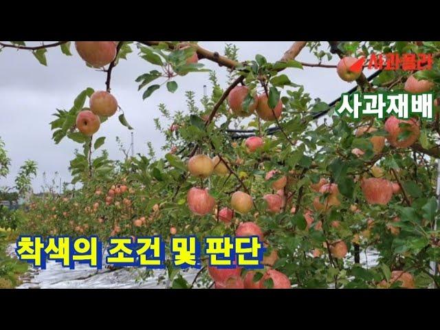 [사과재배] 10월 사과 착색 어떻게 되어가나.미량원소시비.감사비