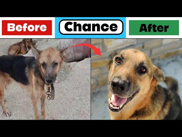 Before & After Rescue: Chance - A Beautiful German Shepherd Left to Die - Takis Shelter