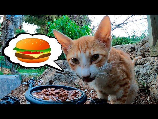 Orange cat reactions to wet food