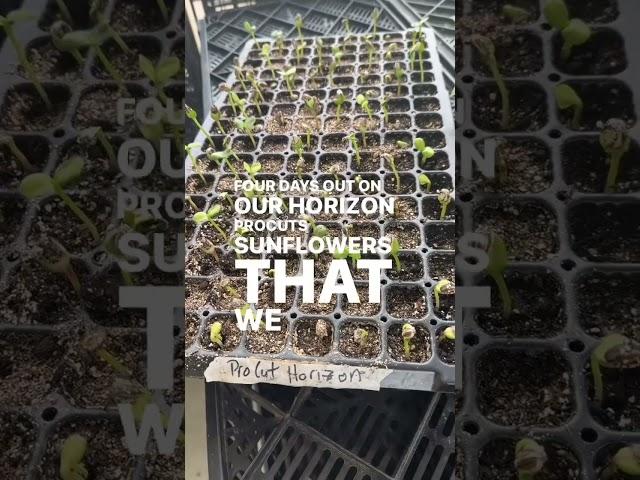 The Flower Farmer Club community has become such an exciting piece of growing flowers for