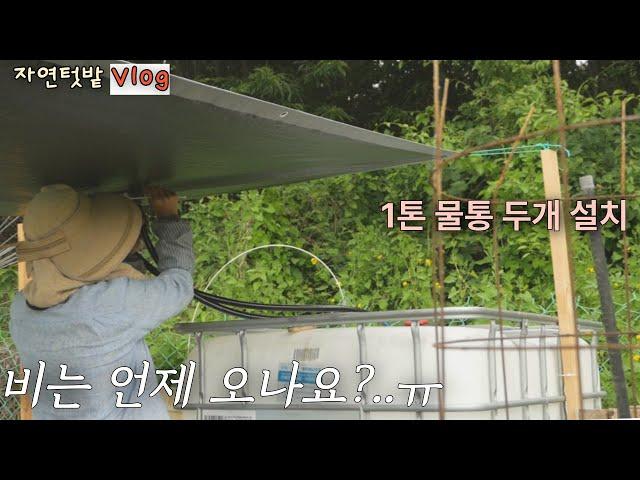 [June-1] A Bountiful June Harvest Every Day / Natural Garden Vlog