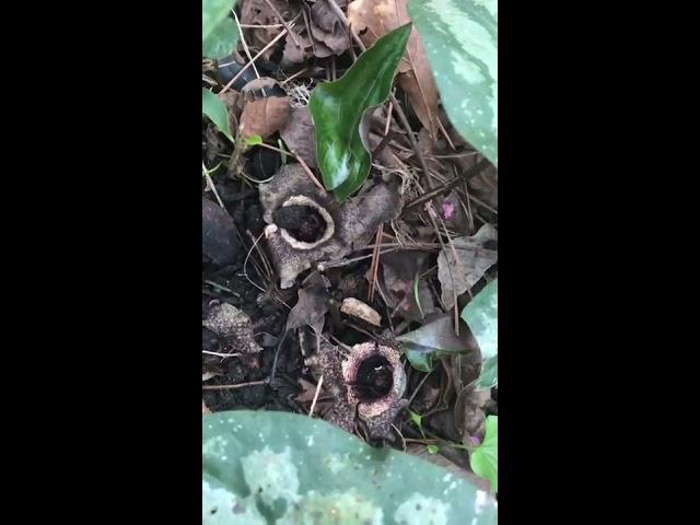 Plant Review: Asarum splendens