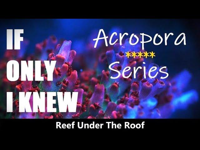 TOP 5 Key Points in keeping Acropora Coral/ Acropora Series - Ep # 0 (If only I Knew!!!)