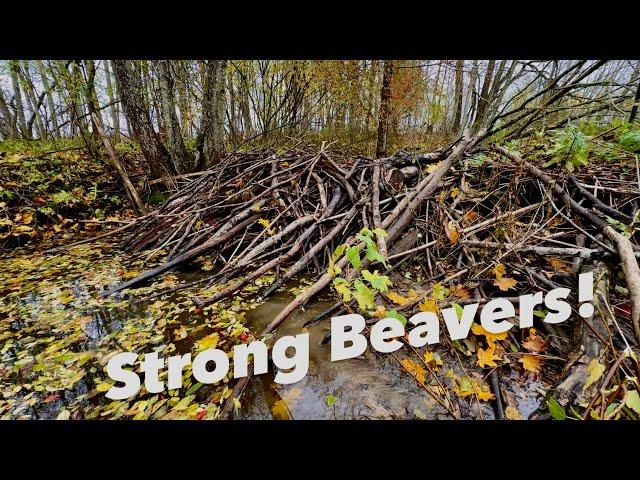 Beaver Dam Removal! || Huge Logs!