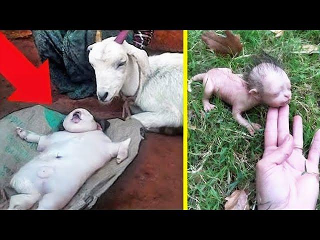 10 Animals That Gave Birth To Strange Creatures