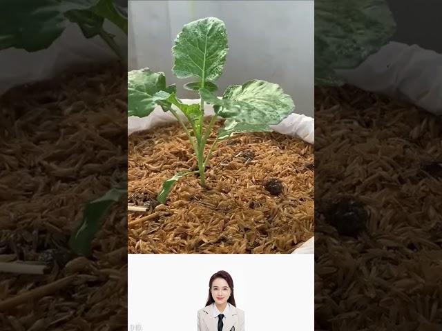 How to grow green vegetables at home