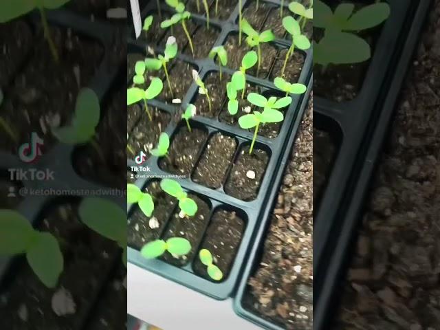 Greenhouse love   #greenhouse #seeds #gardening