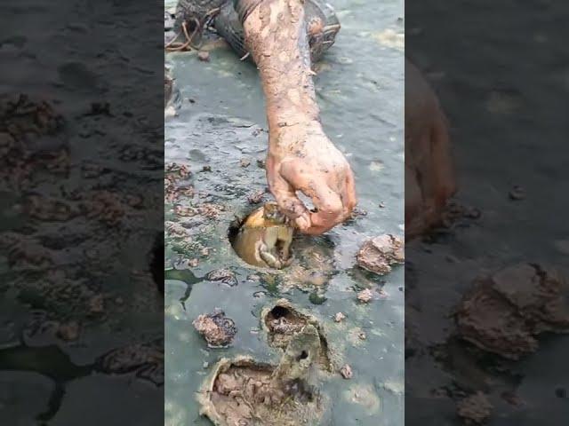 Giant mud crab  #shorts