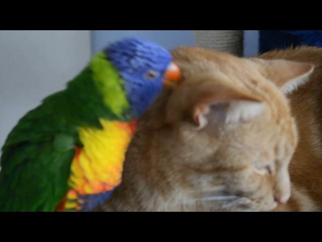 FUNNY PARROT Whyalla's most amorous Rainbow Lorikeet and Ginger cat