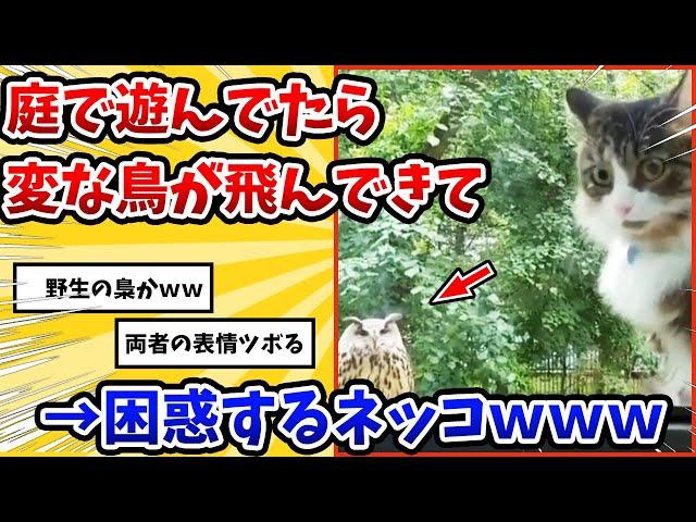 【2ch動物スレ】外で遊んでいたら梟に遭遇したネッコ→信じられない物を見た顔をするwww