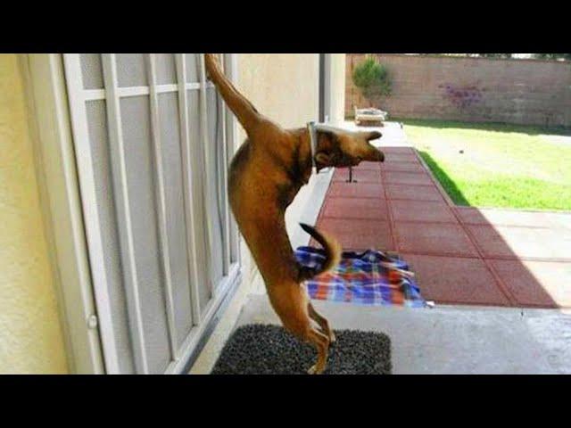 The most DRAMATIC DOG on the planet  Funny Dog Videos 2024