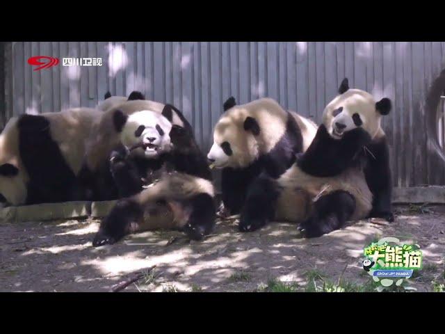 GrowUp! Panda | 熊猫饲养员的快乐谁知道? 下班都舍不得走! #成长吧大熊猫