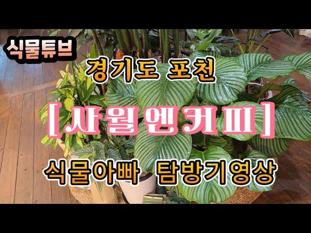 [식물튜브]  경기도 포천에 있는 카페 (사월엔커피) 방문기 영상 입니다. #식물튜브  #관엽 #식물아빠 #식물카페