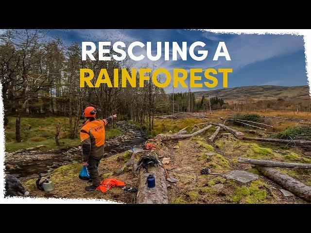 Why we’re cutting trees to save a Scottish rainforest | VLOG