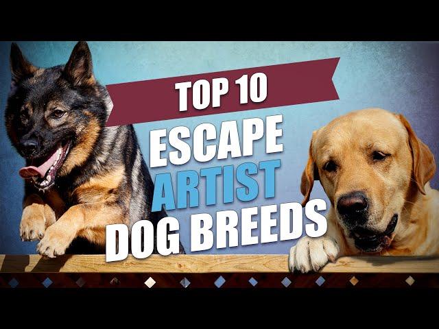 Top 10 Escape Artist Dog Breeds