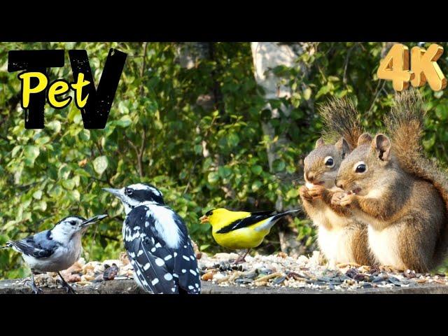 Entertain Your Cat or Dog with Pet TV | Beautiful Goldfinches and Chatty Squirrels