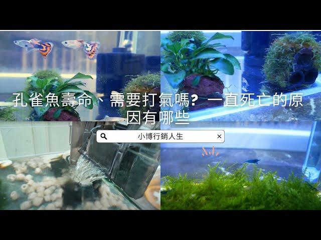 養孔雀魚要打氣嗎？一直死翹翹是怎麼回事？孔雀魚壽命有多長