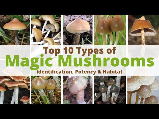 Top 10 Most Potent Magic Mushrooms: A Comprehensive Guide