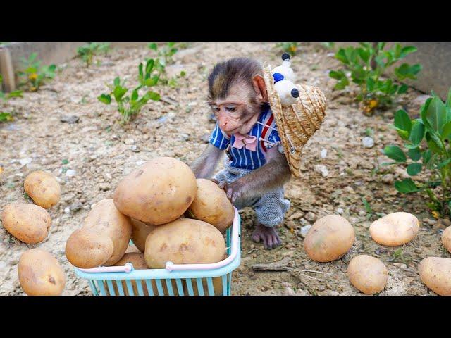 Monkey MiMi’s Adorable Effort: Harvesting Potatoes to Surprise Mom!