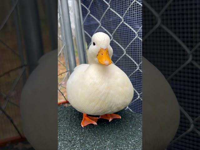 Mr. Whip #shorts #ducks