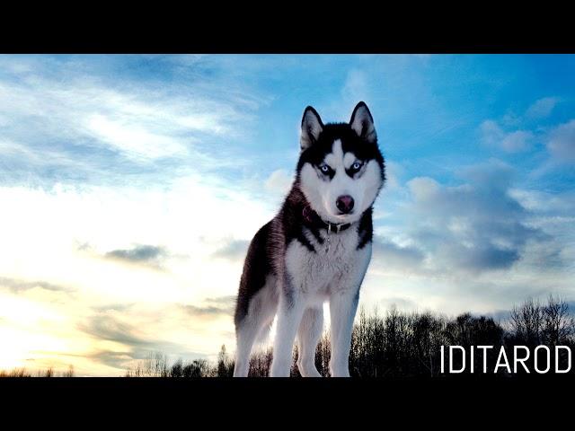 Iditarod - Soon Hee Newbold