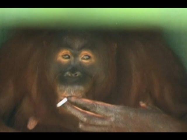 Smoking Monkey Forced to Quit