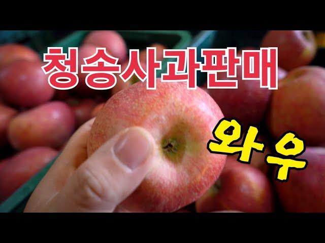 청송사과판매 합니다 맛있는 사과 설명도 해 드립니다. 정품사과 기스사과 사과쥬스(기스사과는 품절임박입니다)