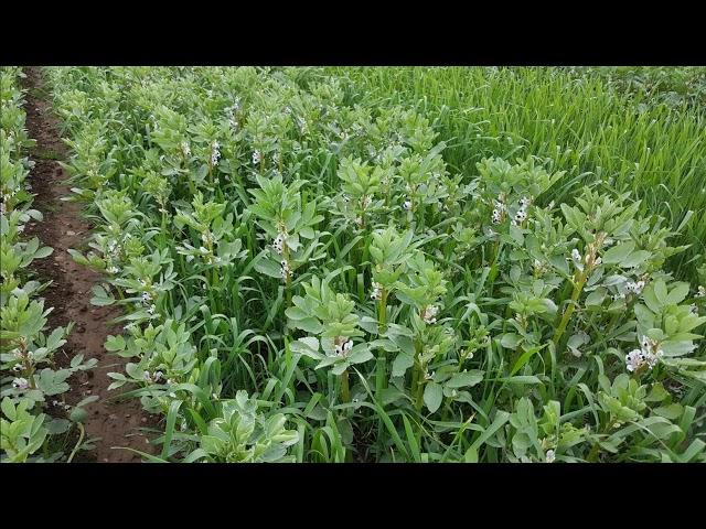 The James Hutton Institute’s Balruddery Farm: an introduction