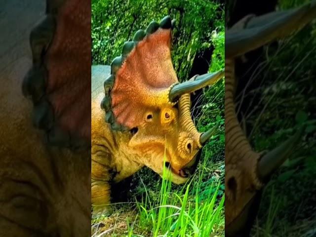 the triceratops