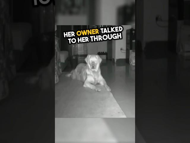 Her owner talked with her dog for little help ️ #shorts