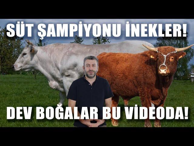 Dev Boğalar Süt Şampiyonu İnekler! Hayvancılığın En Güçlü Irkları Bu Videoda / Verimli Çiftlikler