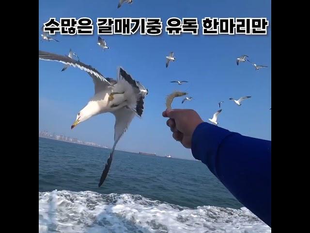 갈매기는 새우깡보다 생새우를 진짜? 좋아할까? #shorts