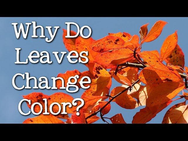 Why Do Leaves Change Color? What Makes the Leaves Fall? FreeSchool