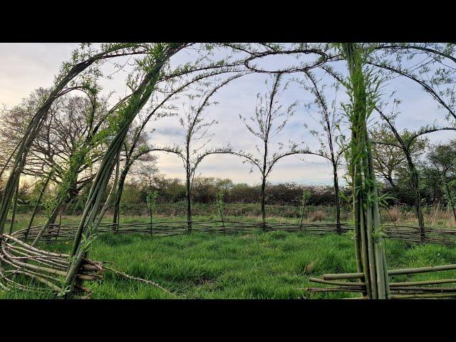 building living structures from willow trees #gardening #offgridliving #offgridlife #trees #pergola