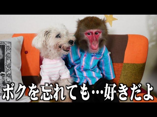 親友（犬）が認知症に…お猿さんの対応が愛に溢れていて泣きました