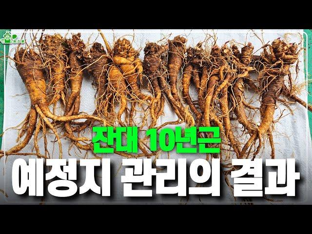 예정지 관리를 철저히 하면 얻는 결과ㅣ잔대 10년근ㅣ투자할 거면 제대로!