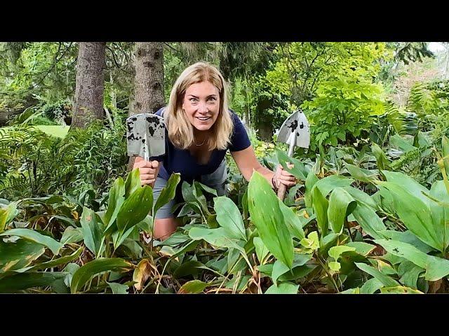 Removing a beautiful nuisance  Lily of the valley has to go