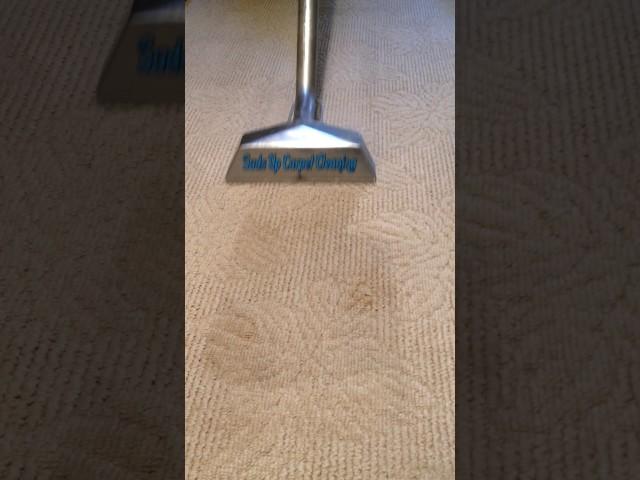 Professional Steam Carpet Cleaning Suds Up Carpet Cleaning Pasco County Florida 727-534-3332