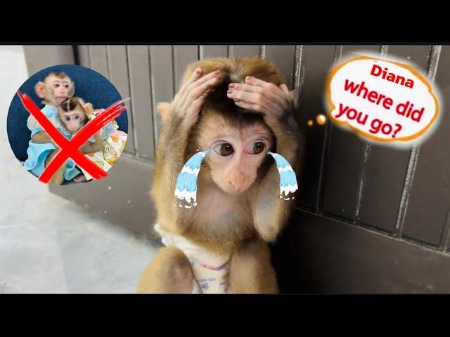 poor monkey DiDi is sad because he has to leave monkey Diana