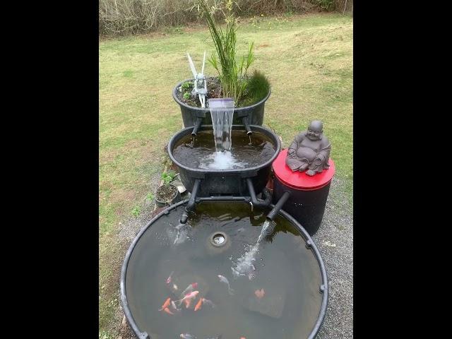 Rubbermaid Stock Tank Goldfish Pond. Bog and moving bed filter.