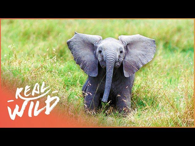 Elephant Orphanage Saves The Lives Of Vulnerable Baby Elephants | Back to the Wild | Real Wild