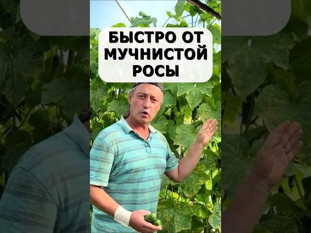 Быстрое средство от мучнистой росы. Без химии и препаратов #огород #дача #сад #урожай #огурцы