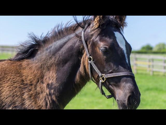 Rossdales Equine Veterinary Surgeons, Newmarket