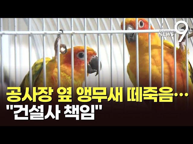 공사 소음에 앵무새 427마리 '떼죽음'…대법원 "건설사 책임"