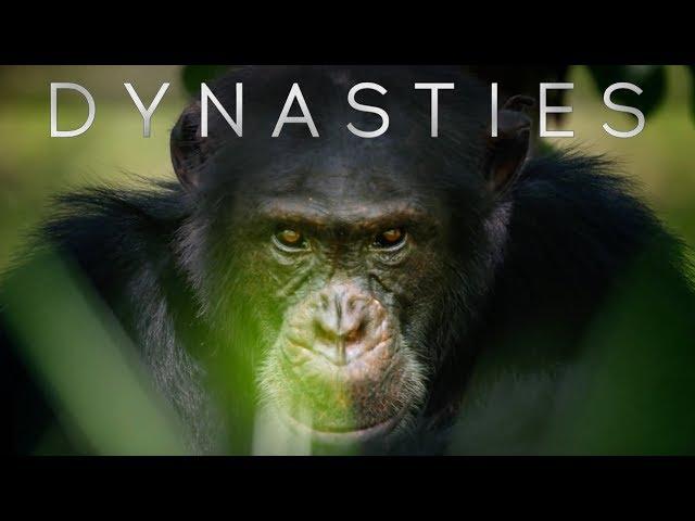 Meet David: The Alpha Chimp Defending His Crown | Dynasties | BBC Earth