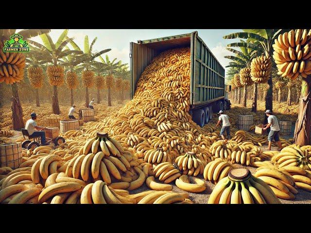 Bananas Mega Factory: Processing Millions of Bananas Using Modern Technology