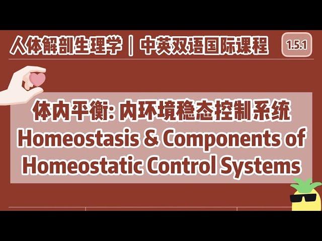 【中英双语国际课-人体解剖生理学】体内平衡: 内环境稳态控制系统 | Homeostasis & Components of Homeostatic Control Systems