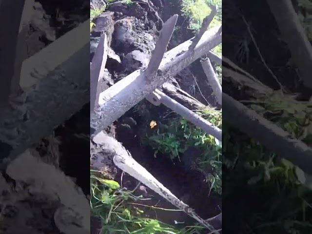 Как пашет самодельный плуг целину.